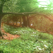 OAK GROVE dans Blender cycles render image