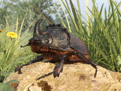 Rhinoceros beetle