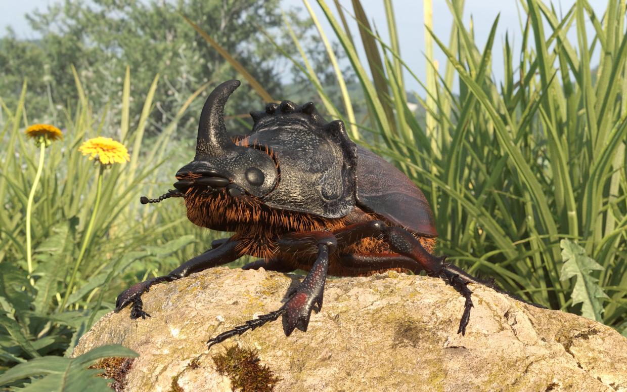 Rhinoceros beetle в 3d max corona render зображення