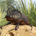 Rhinoceros beetle