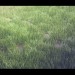 Grass in 3d max vray image