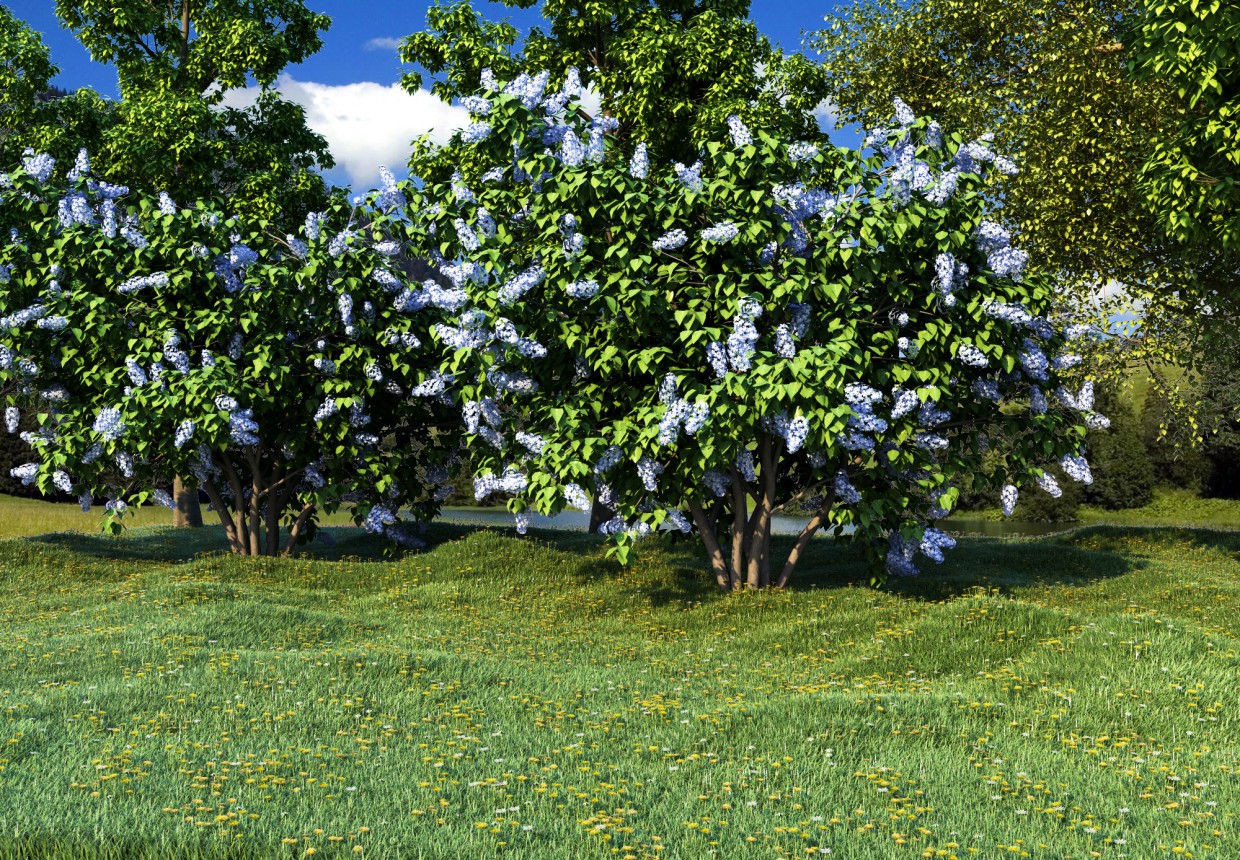 Natur in 3d max corona render Bild