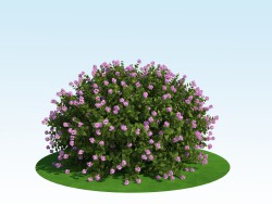 Spiraea japonica'nın 'küçük prenses' 3D modeli