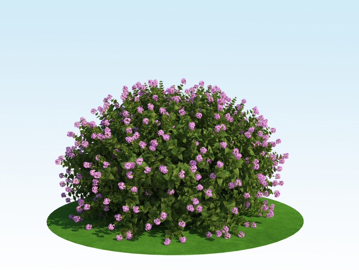 imagen de Modelo 3D del japonica de spiraea 'Pequeña princesa' en 3d max vray 2.0