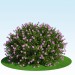 Spiraea japonica'nın 'küçük prenses' 3D modeli