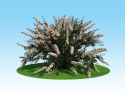 Modello 3D di spirea Nippon