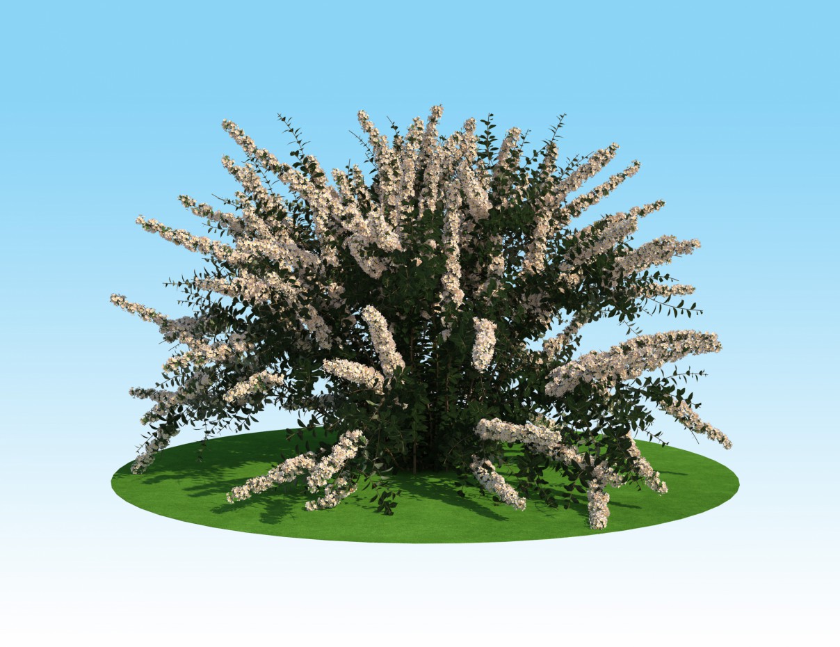 imagen de Modelo 3D de spirea Nippon en 3d max vray 2.0