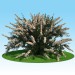 Modello 3D di spirea Nippon