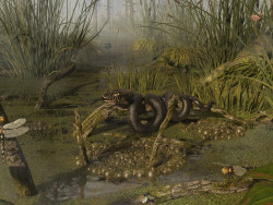 Common swamp