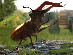 Lucanus Cervus 3D modeli