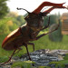 Modelo 3D de Lucanus Cervus em 3d max vray 3.0 imagem