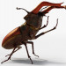 Modelo 3D de Lucanus Cervus em 3d max vray 3.0 imagem