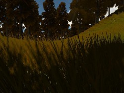 Autumn Forest