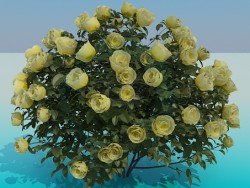 Roses de buisson luxuriante