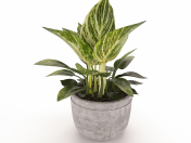 Philodendron