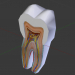 modèle 3D Structure dentaire - preview