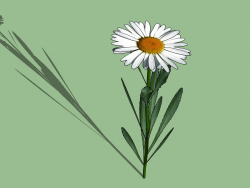 Chamomile