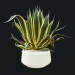 3d Agave American Marginate model buy - render