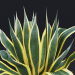 3d Agave American Marginate model buy - render