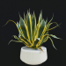 3d Agave American Marginate model buy - render