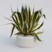 3d Agave American Marginate model buy - render