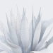 3d Agave American Marginate model buy - render