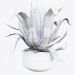 3d Agave American Marginate model buy - render