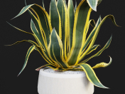 Agave American Marginate