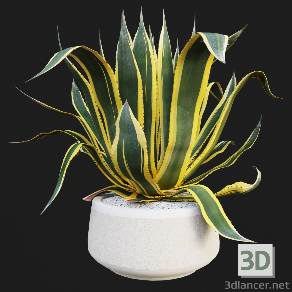 3d Agave American Marginate model buy - render