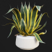 3d Agave American Marginate model buy - render