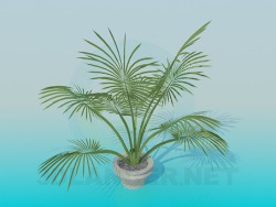 house plant