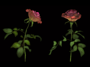 roses