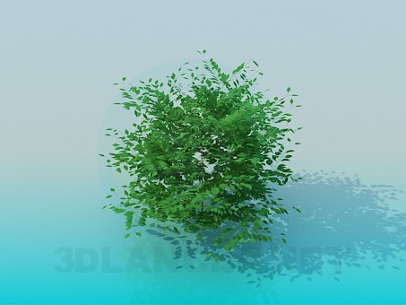 Modelo 3d Bush - preview