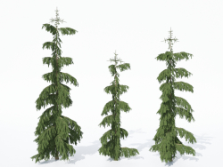 Norway spruce Rottenhouse