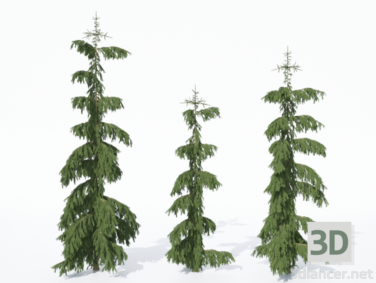 3d Norway spruce Rottenhouse model buy - render