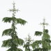 3d Norway spruce Rottenhouse model buy - render