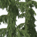 3d Norway spruce Rottenhouse model buy - render