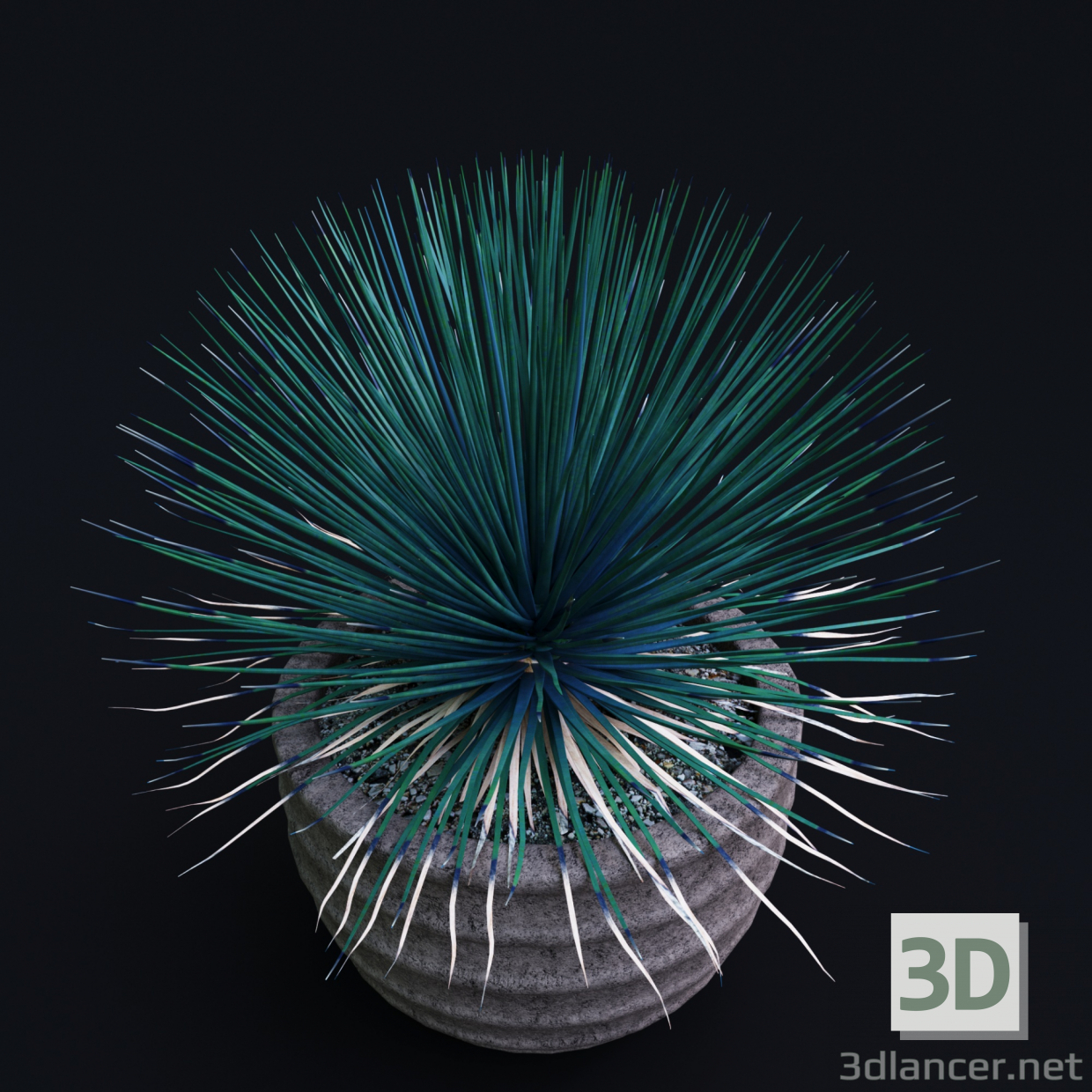 modèle 3D de Agave droit acheter - rendu