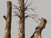 Dead wood