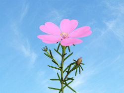 Purslane