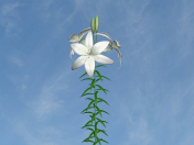 White Lily