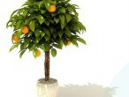 Tangerine tree