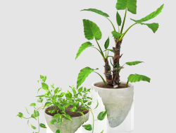 Epipremnum e alocasia