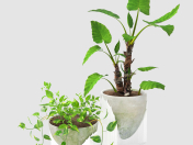 Epipremnum y alocasia