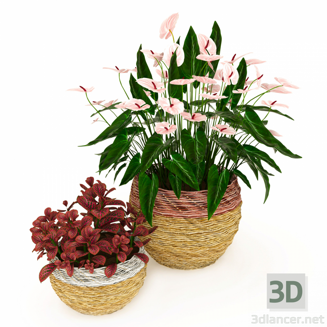 modello 3D di Anturio e fittonia comprare - rendering