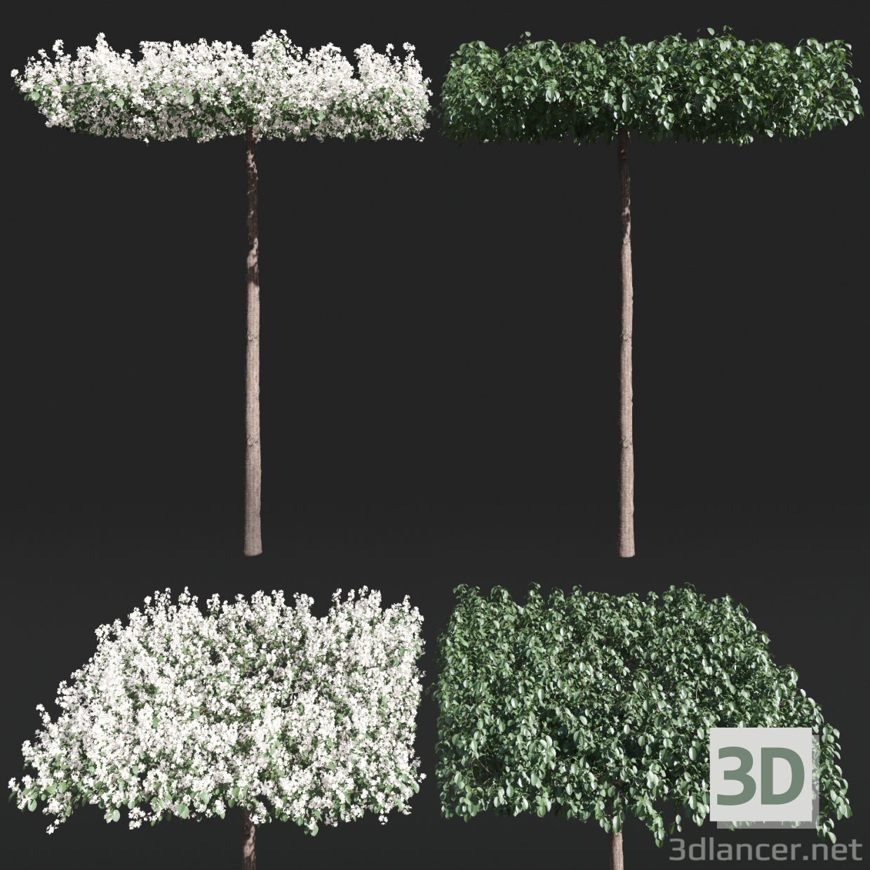 modèle 3D de Pommier sur le tronc forme "Roof" acheter - rendu