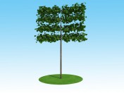 3D model Linden macrophylla tapestry on the trunk