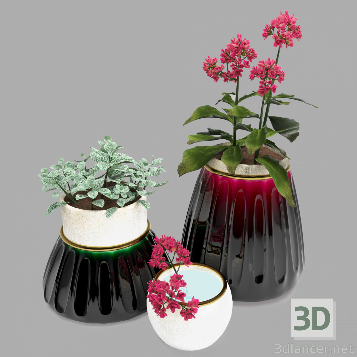 modèle 3D de Kalanhoe et fittonia acheter - rendu