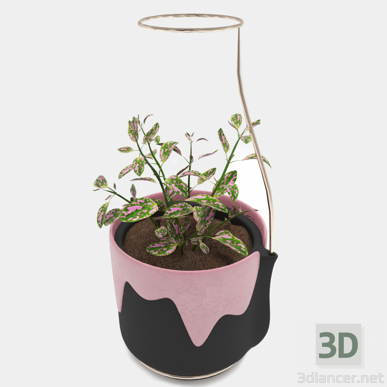 3d Hypoestes model buy - render