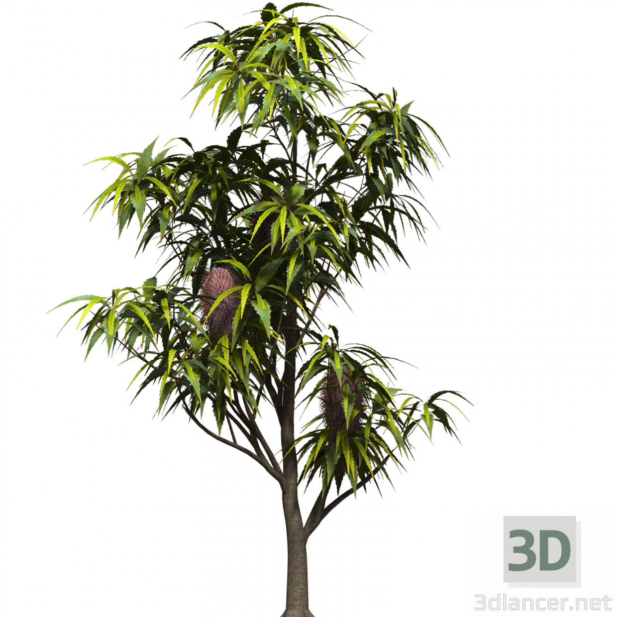 Modelo 3d Banksia serrate - preview